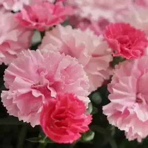 Dianthus 'I♥U' - I Love You